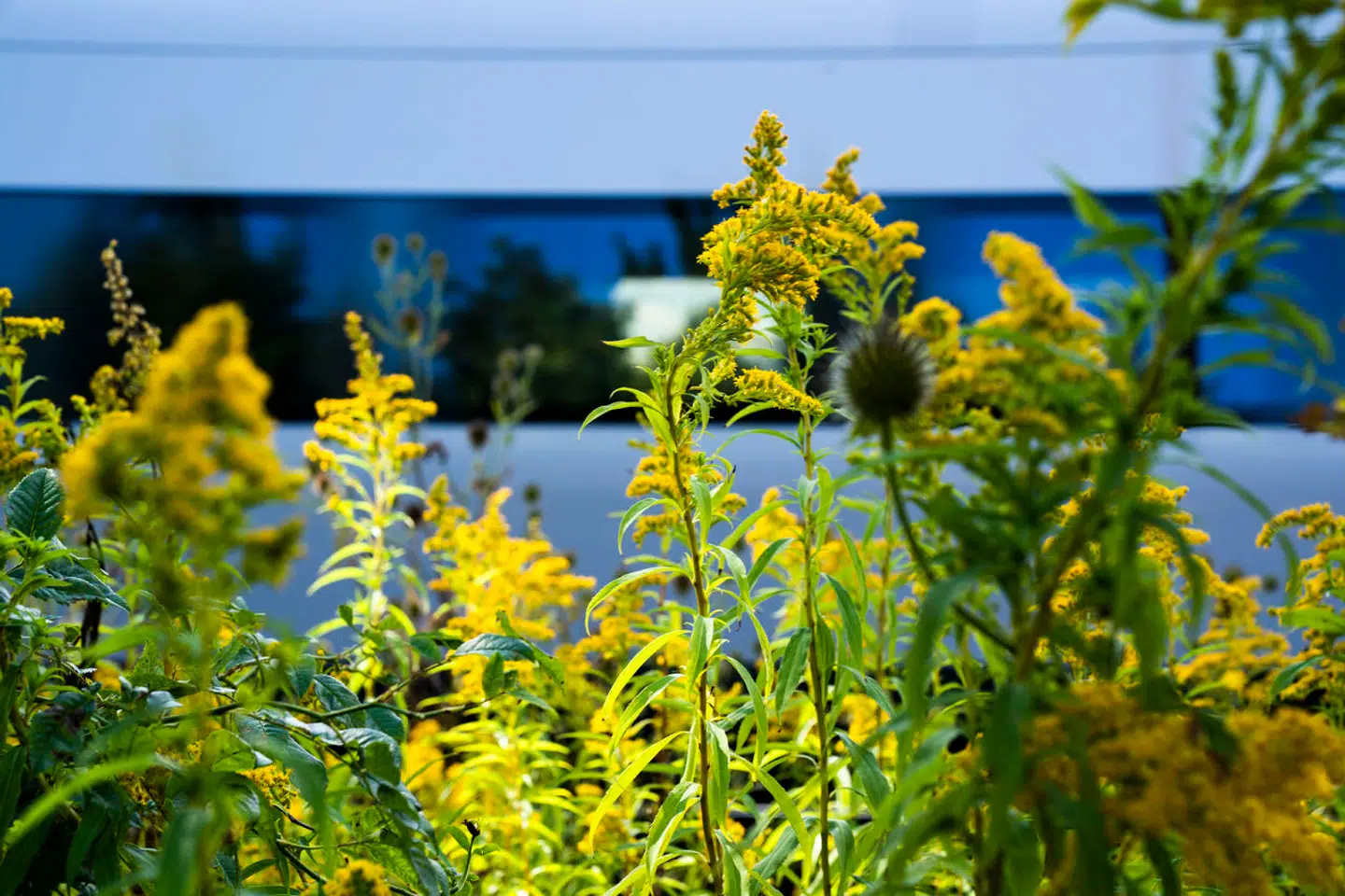 Arkivfoto: I lighed med kæmpebjørneklo udkonkurrerer gyldenris, som ses på billedet, stort set alle andre plantearter i deres nærhed. Arterne af gyldenris danner tætte bestande, hvor ingen andre planter har mulighed for at etablere sig.