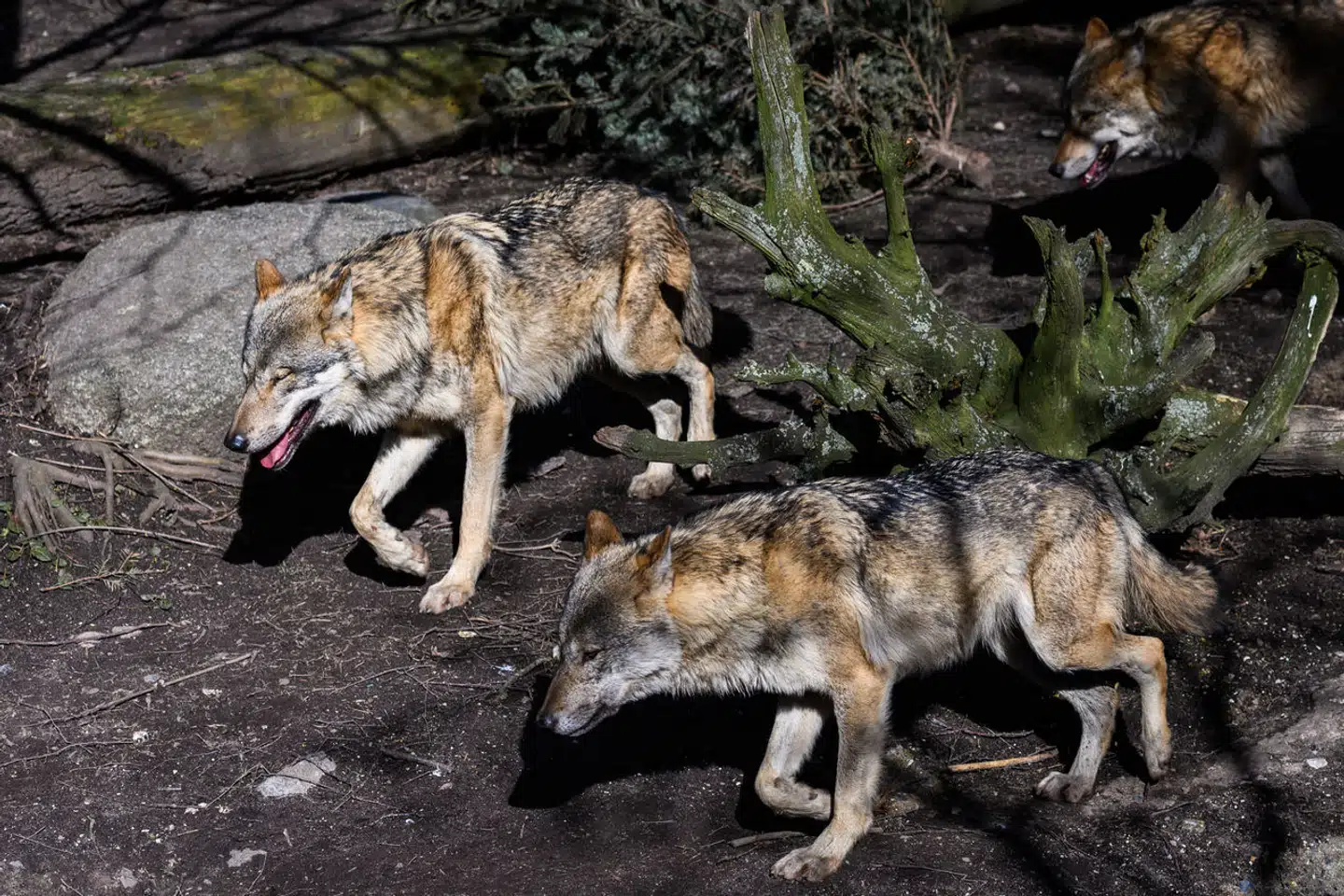 Ulve fotograferet i Københavns Zoo, tirsdag den 19. marts 2019.