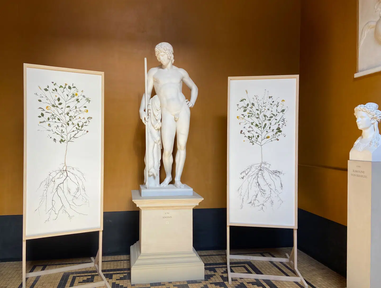 Oldtidens kvinder genopførte den splittede Adonis' liv og død rituelt. De plantede Adonis-haver med blomster, de, lod visne (som et billede på, at Adonis skulle ned i underverdenen) og sørgede voldsomt. Ritualet genopføres i dag blandt græske grædekoner, der dyrker planter, som de lægger tørklæder henover hvert halve år, for at kvæle planterne, så de kan sørge over planternes død og dermed Adonis' vej ned i underverden. Rune Bosse: 'Urplante til Adonis'.