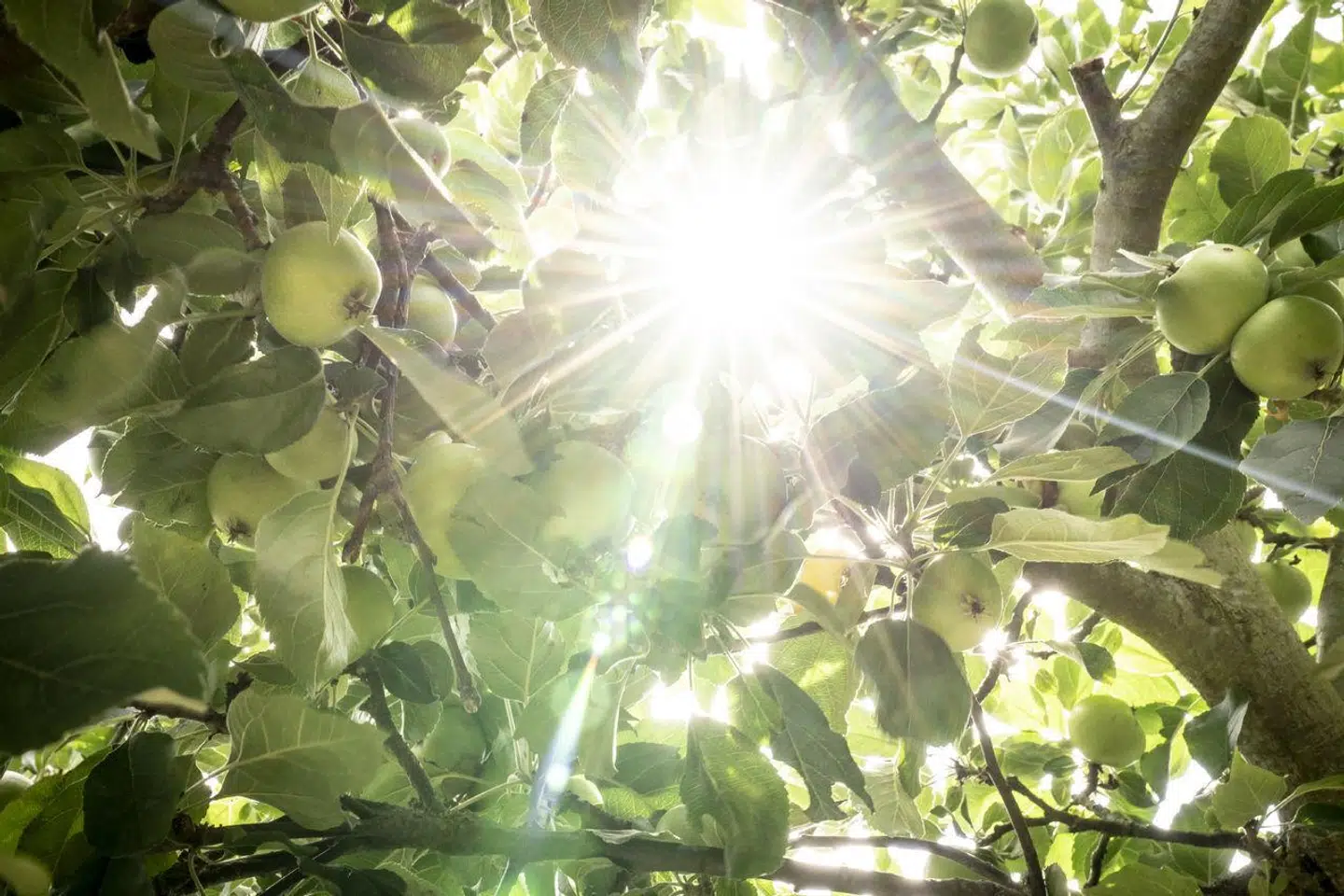 »Disse mennesker har, tydeliggøres der, udover deres lidelse af solstress lidt ved den undertrykkelse, som dette tabu i vores samfund har påført dem,« skriver Julius Thorsøe om den nye trend »solstress«.