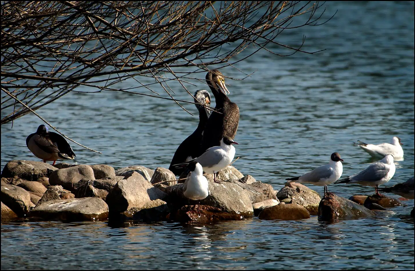 Skarver på Fugleøen i Sortedamssøen i København. Arkivfoto: Morten Juhl/Ritzau Scanpix