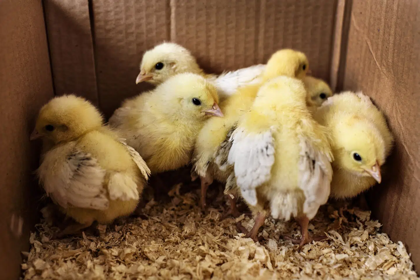 Produktionen af turbokyllinger skal reduceres, mener politisk flertal. (Arkivfoto). – Foto: Niels Ahlmann Olesen/Ritzau Scanpix