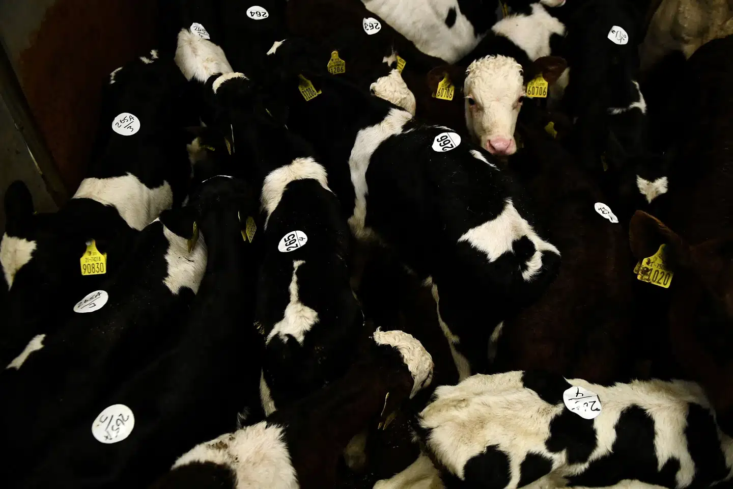 Irlands landbrugssektor var i 2021 ansvarlig for 38 procent af landets CO2-udledninger, skriver avisen Irish Mirror. (Arkivfoto). Clodagh Kilcoyne/Reuters