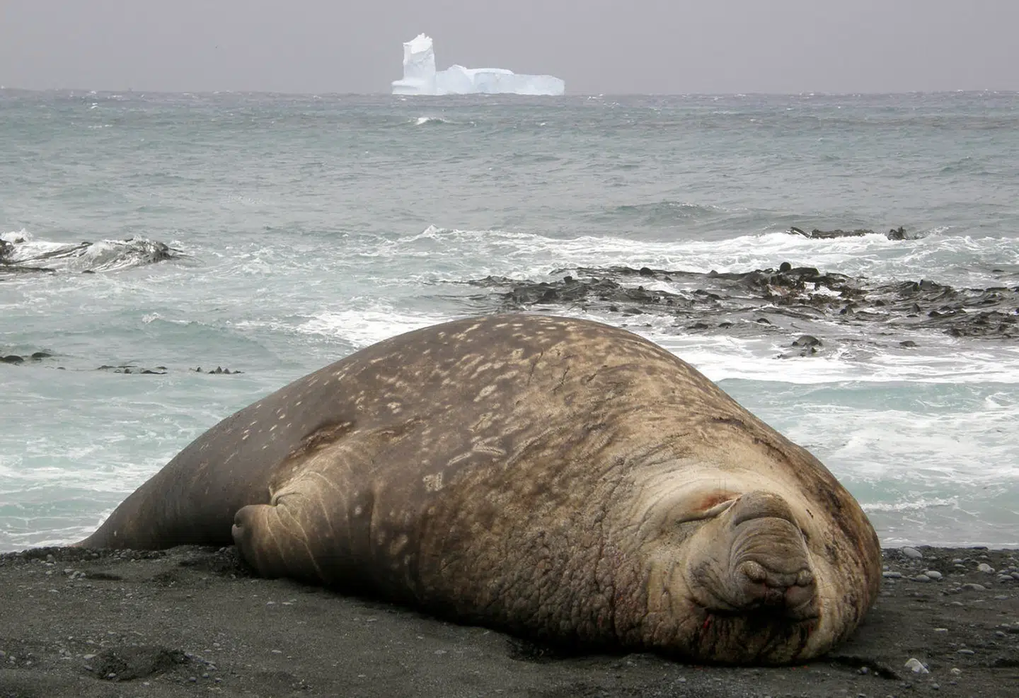 Macquarie Island ligger halvvejs mellem Australien og Antarktis og er hjemsted for blandt andet kongepingviner og sæler (arkivfoto).