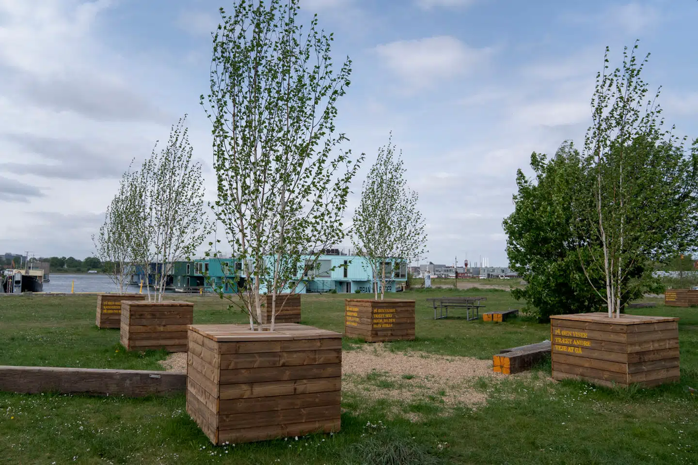Der er hverken rum- eller skovfornemmelse omkring de 4 0kasser med træer, der er blevet placeret på Refshaleøen. Det naturlige krat fungerer bedre.
