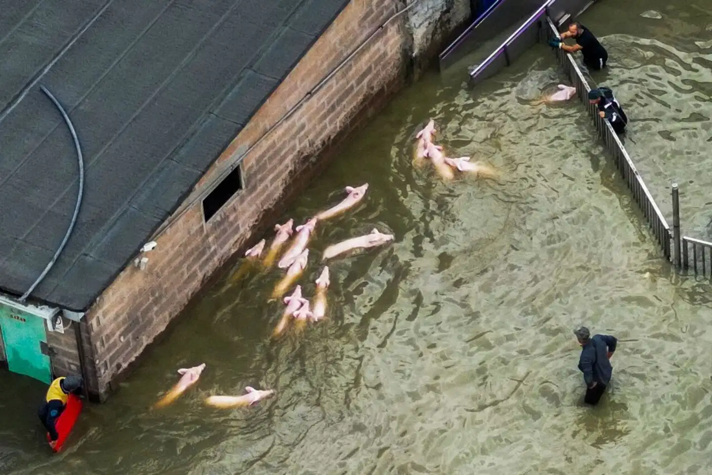 Ansatte på en oversvømmet svinefarm i byen Lugo kæmper for at redde besætningen.