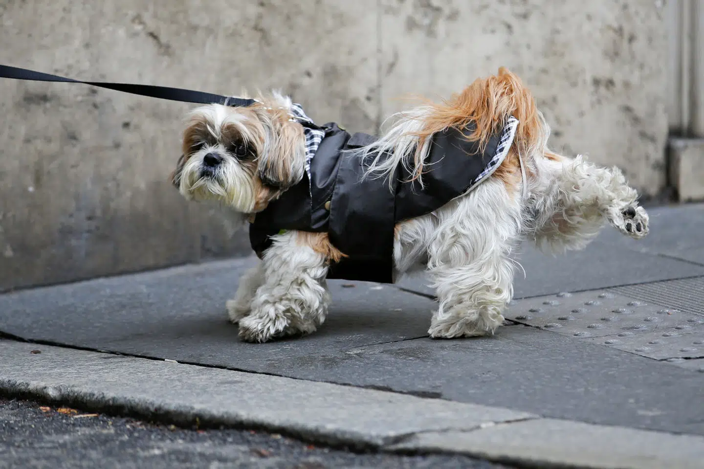 Italienerne er glade for deres kæledyr, som her hvor der luftes hund i Rom. Men giver det mening, når en midtitaliensk by vil bruge penge fra EUs genopretningsfond på et terapicenter for kommunens hunde og katte?