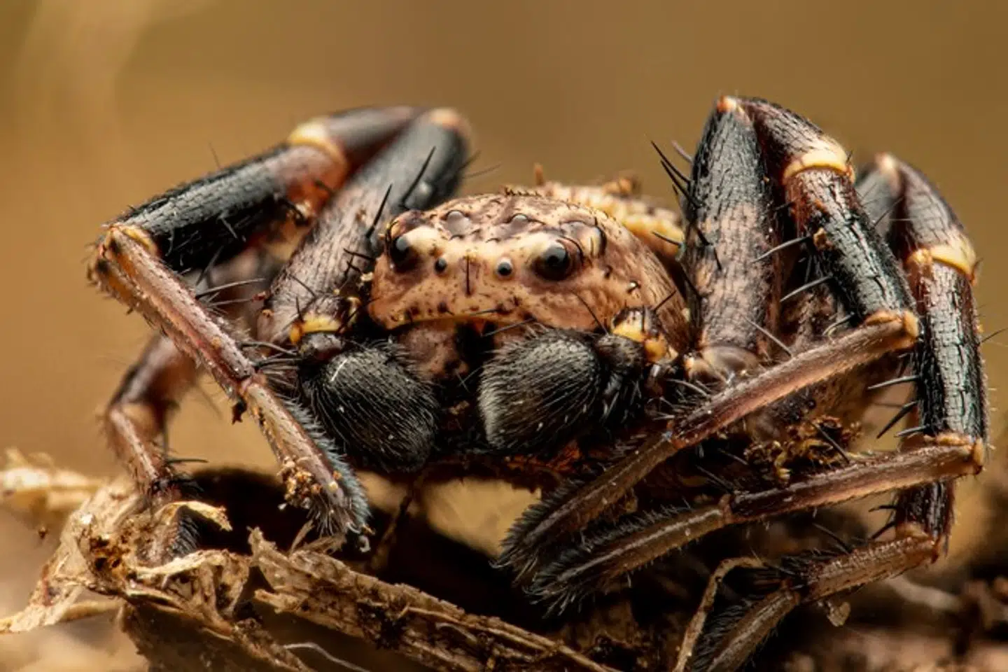 Edderkoppeeksperten Frederik Leck Fischer har i forbindelse med et projekt for Nationalpark Kongernes Nordsjælland i Tisvilde Hegn fundet en sjælden edderkop, som aldrig før er set i Danmark.