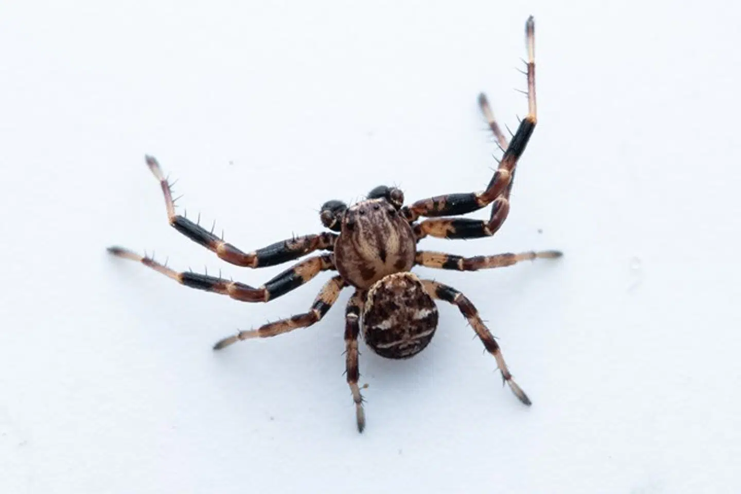 Xysticus lineatus er en art krabbeedderkop, der ikke er set i Danmark før. Den kræver lysåbne levesteder og ser ud til at trives i fuldt dagslys.