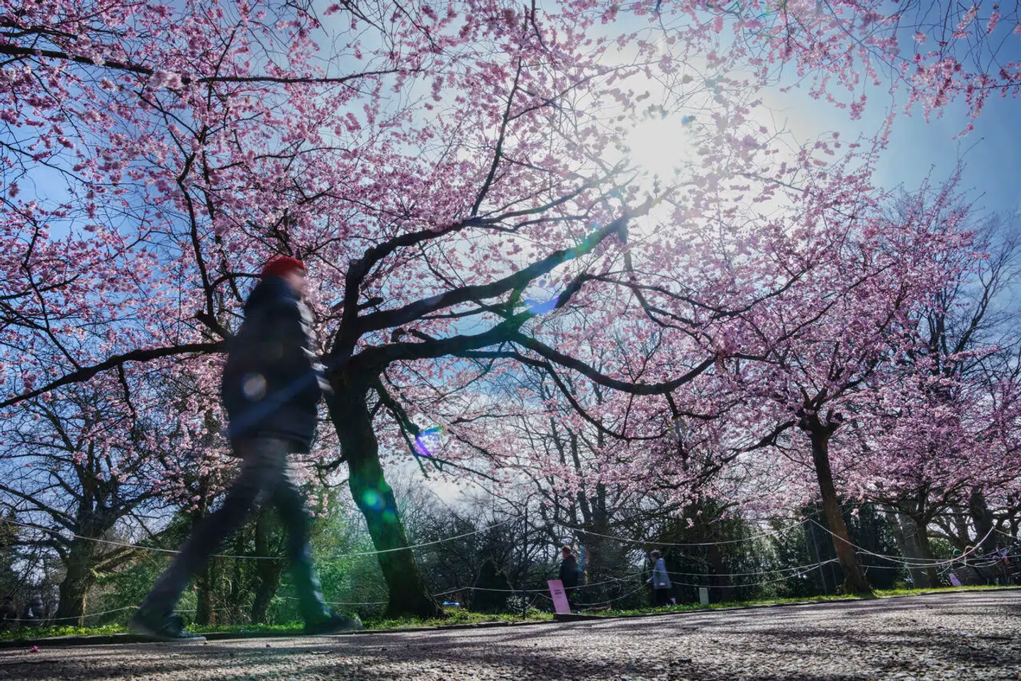 De sidste par dage har vejret mindet mere om efterår end forår, men i dag skinner solen fra en skyfri himmel i store dele af landet.