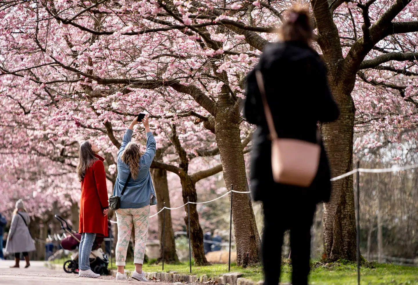 Kirsebærtræerne blomstrer på Bispebjerg Kirkegård igen, og det får københavnere og turister til at valfarte til kirkegården. Man skal dog huske at vise hensyn over for personer, der besøger kirkegården for at sørge, skriver Københavns Kommune.