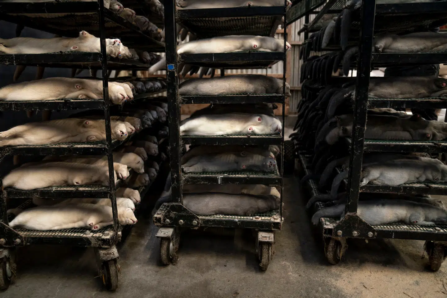 »Det er muligt, at Israel står foran en korsvej, men Danmark har allerede stået der, og vi gik ned ad den forkerte vej,« skriver Niels Houlberg Hansen om demokrati og retssikkerhed versus lovlighed i henholdsvis Israel og Danmark.