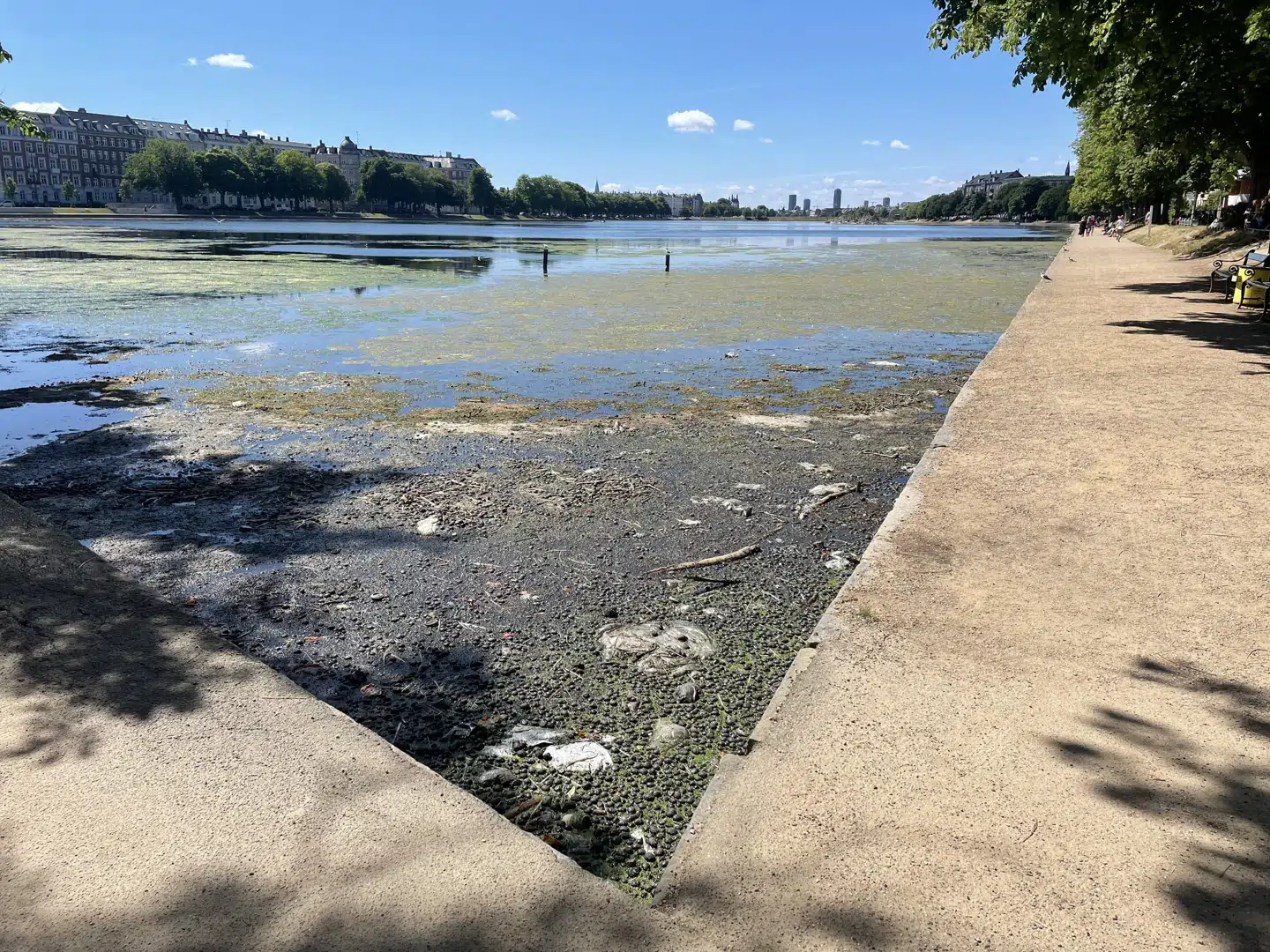 Skrald og gamle, nedfaldne kastanjer blev forrige sommer til et ildelugtende og nærmest sydende overfladelag i enden af Sortedams Sø. Arkivfoto: Anne Baungaard