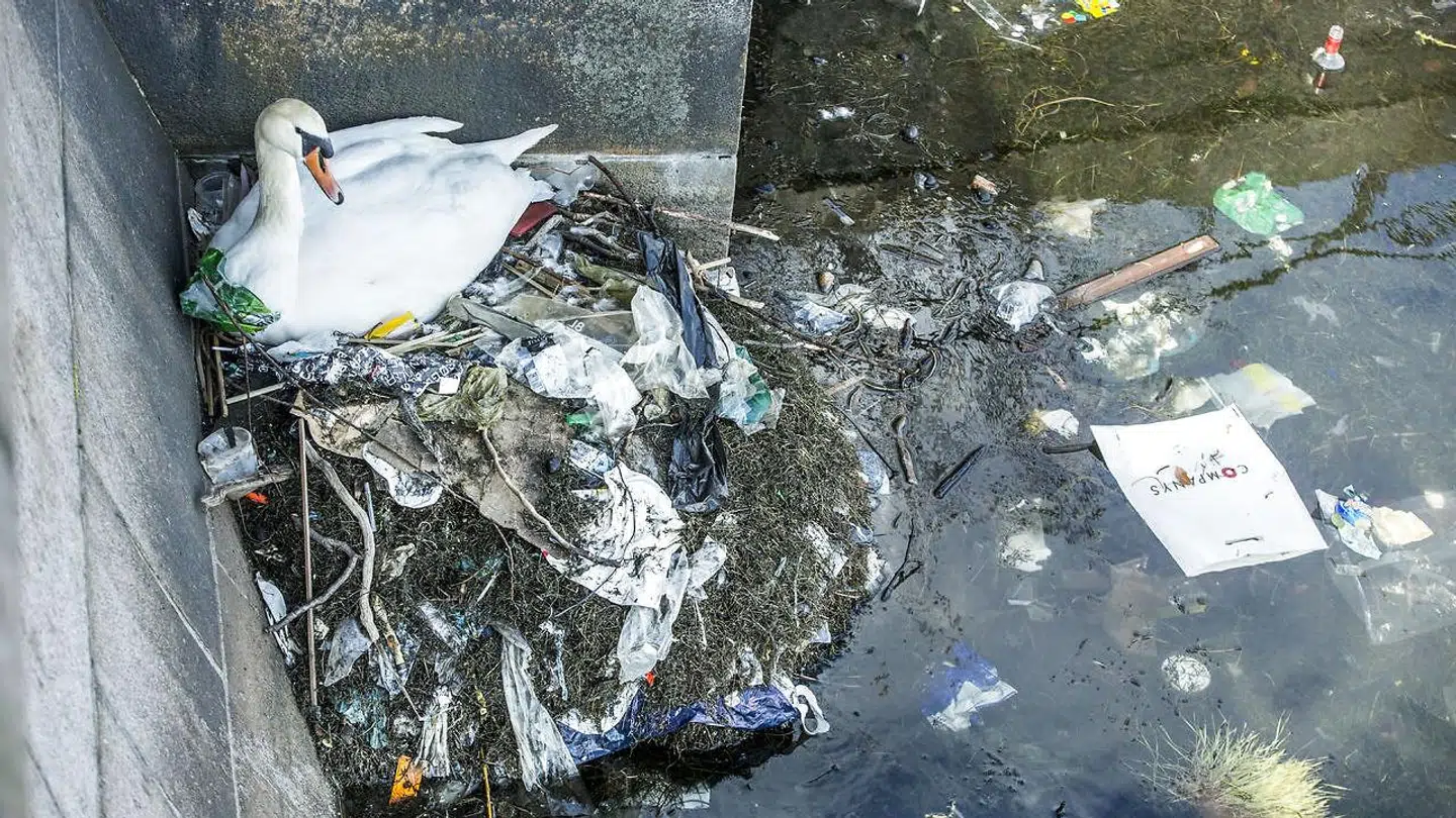 En svane har bygget en rede af skrald ved foden af Dronning Louises Bro på Nørrebro. Arkivfoto: Nikolai Linares