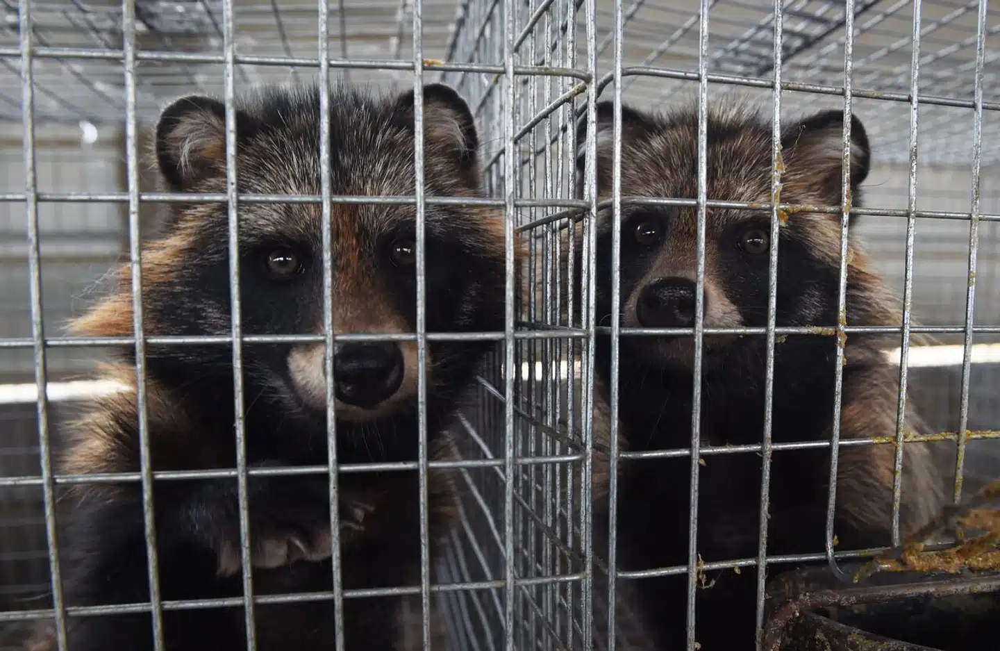 Mårhunde på kinesisk pelsfarm i 2015. Nu er der kraftige indikationer på, at der var coronasmittede mårhunde på det berygtede Huanan-marked i Wuhan i Kina, kort før pandemien brød ud.