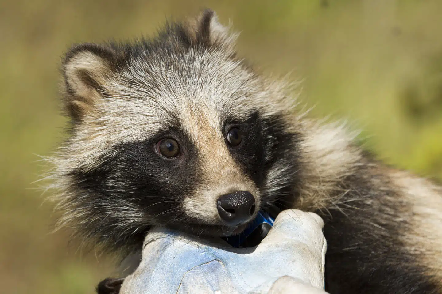 Ingen kan endnu ikke med sikkerhed bevise, hvad der startede covid-19, men ny data kommer med bud.