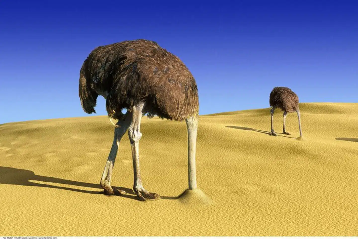 »Det, at passe på sig selv for eksempel ved at trække sig fra nyhederne, er faktisk en ganske fornuftig reaktion: For vi skal passe på os selv. Men i længden er det ikke nødvendigvis den bedste strategi at lave 'strudsen',« skriver Jeanette Victoria Louring.