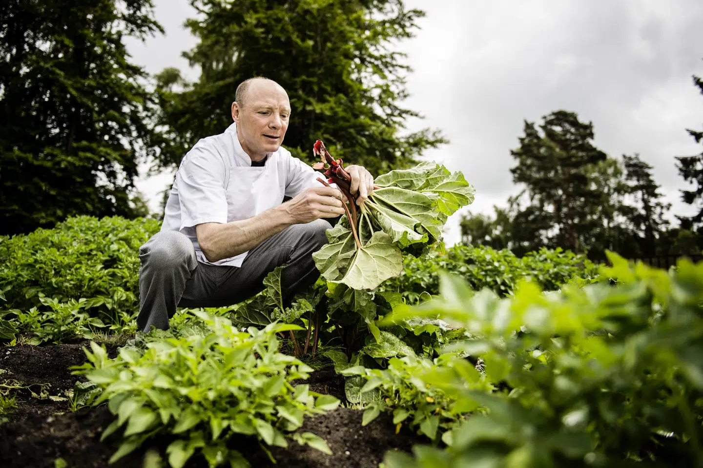 Farmors køkkentalent ledte ad restaurantvejen | Danmark | Indland ...
