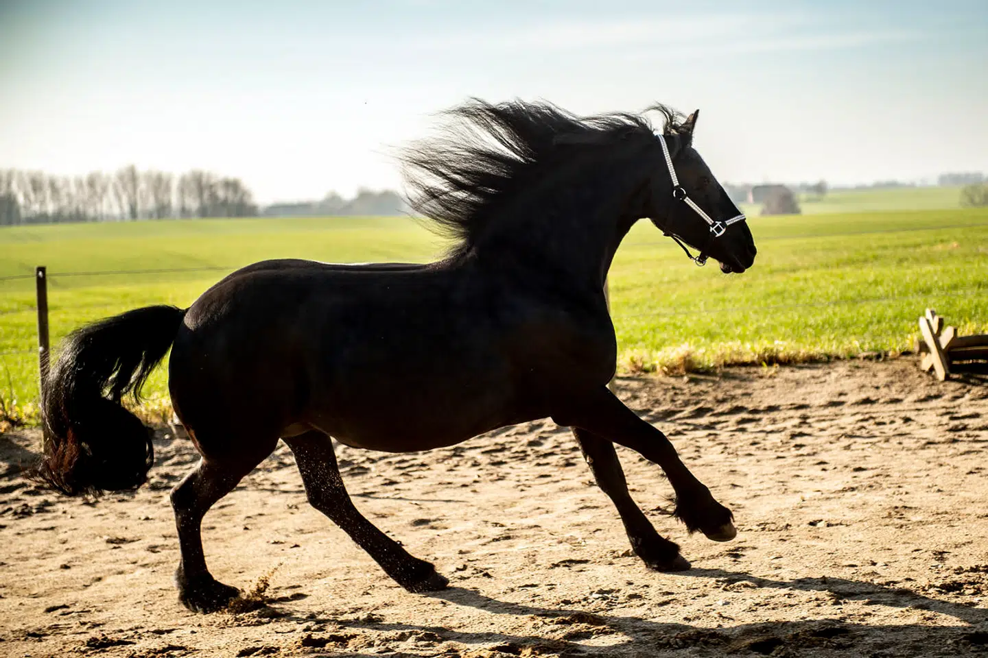 To heste i Nordsjælland er blevet ramt af en herpesvirus, skriver hestemedie. Det vides ikke, hvilke heste der er tale om. Her ses et billede af en friserhest.