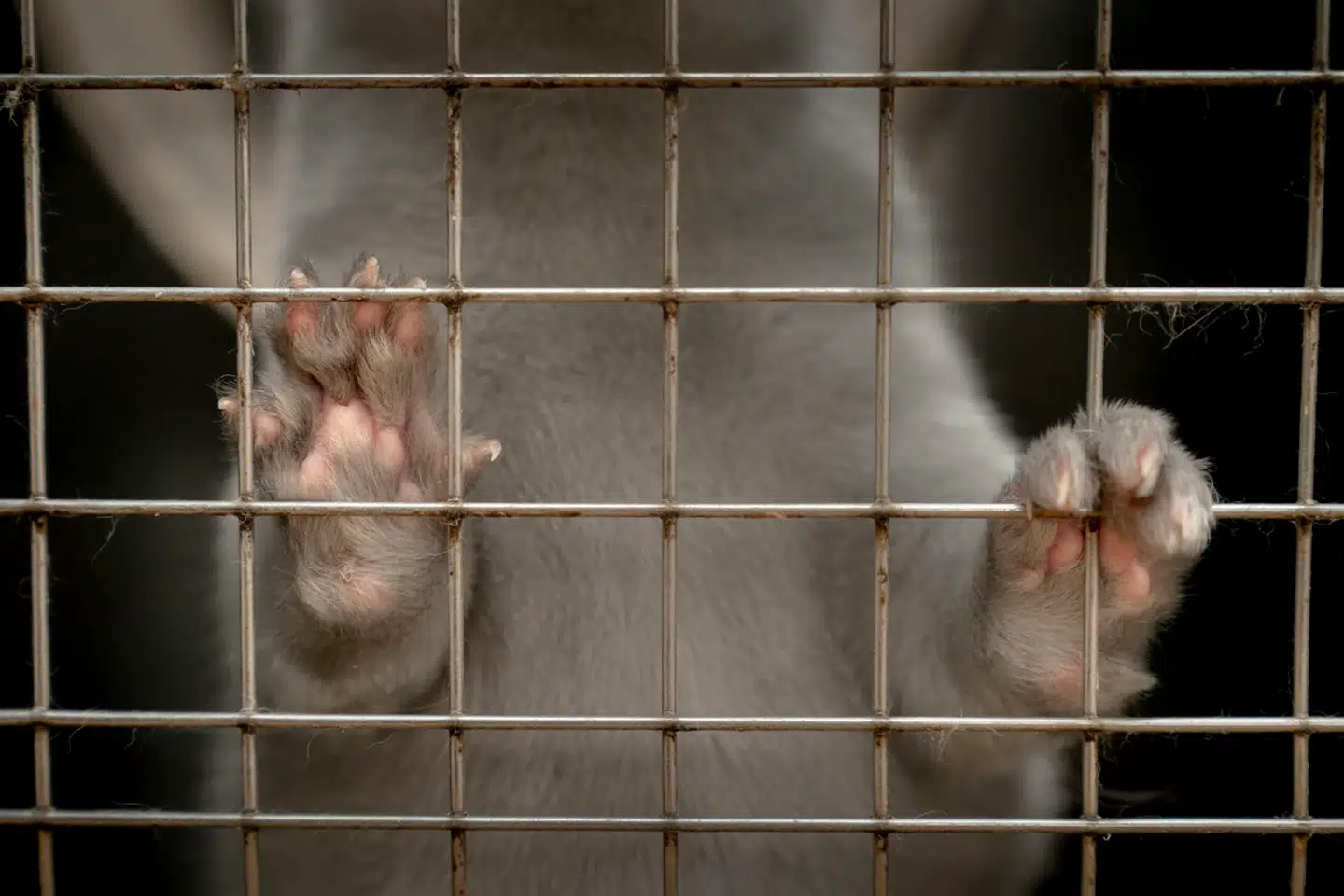 Et opsigtsvækkende udbrud af en særlig farlig form for fugleinfluenza blandt mink på en stor spansk farm vækker stor bekymring verden over – også i Danmark. Udbruddet kan få betydning for den spæde genstart af dansk minkavl.