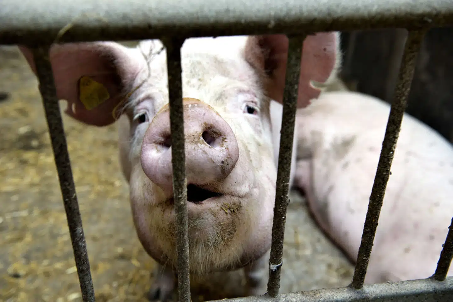 Knap hver tredje svinebesætning og hver anden kvægbesætning fik i 2021 en sanktion for problemer med dyrevelfærden. (Arkivfoto). - Foto: Henning Bagger/Ritzau Scanpix