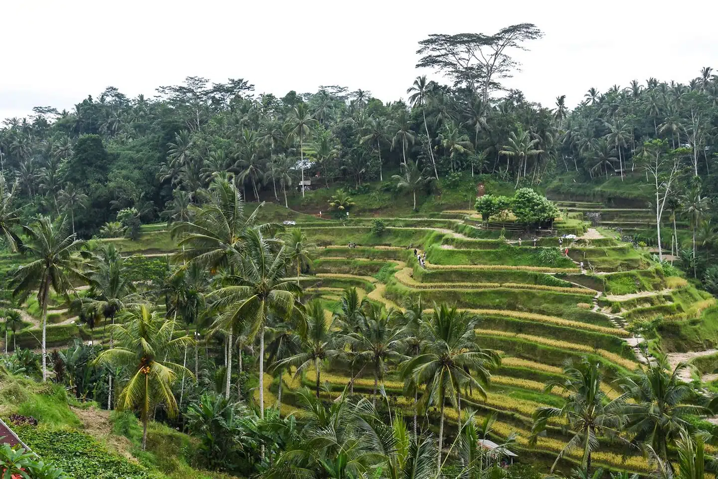 Drømmer du om at se risterrasser, templer og kunsthåndværk i Ubud til sommer, er du ikke alene. Bali ligger nummer tre på listen over de 25 sommerrejsemål, som flest danskere har søgt på hos momondo. Sidste år lå Bali nummer syv på listen.