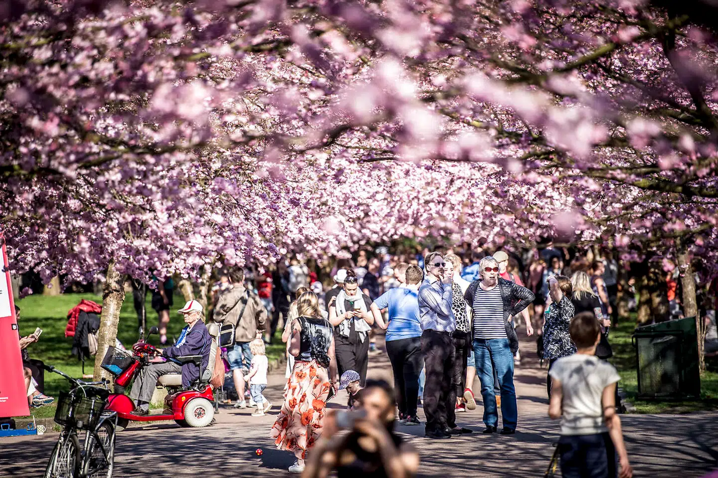 Det er ikke kun Indre By, der indeholder attraktioner, turisterne valgfarter til. Når de japanske kirsebærtræer hvert forår blomstrer på Bispebjerg Kirkegård i Nordvest, strømmer de besøgende til.