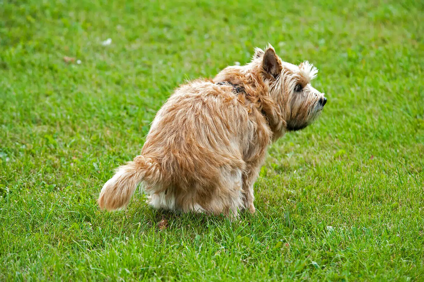 Hundelort er virkeligt noget der sætter følelserne i gang, siger Tina Sommer Blønd, der har sat nettet i brand med sit debatindlæg. (Modelfoto)