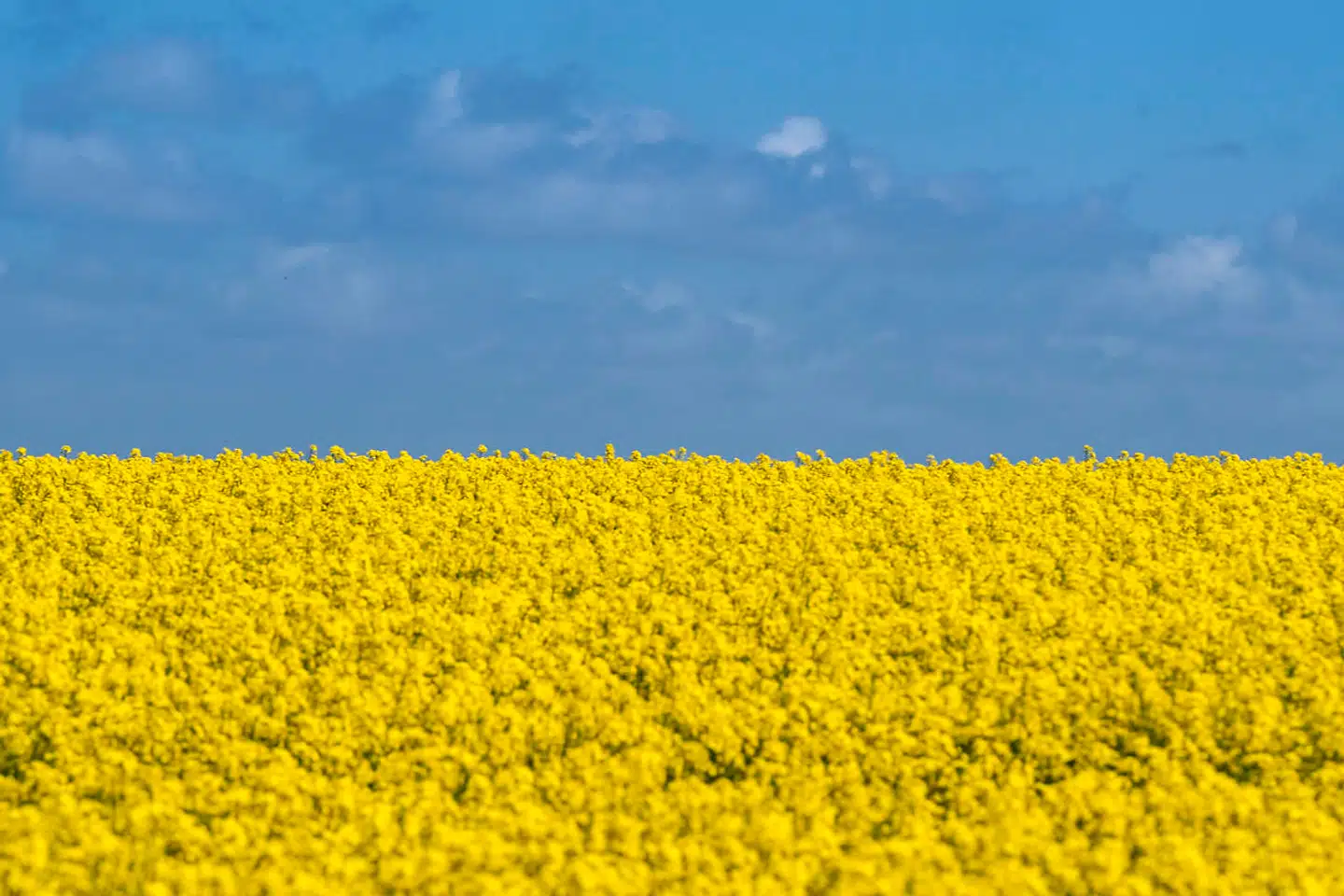 Målt på omfanget af beskyttede naturområder er Danmark noget nær klodens mest naturfattige land. En gul rapsmark er smuk at se på, men er reelt en biologisk ørken.
