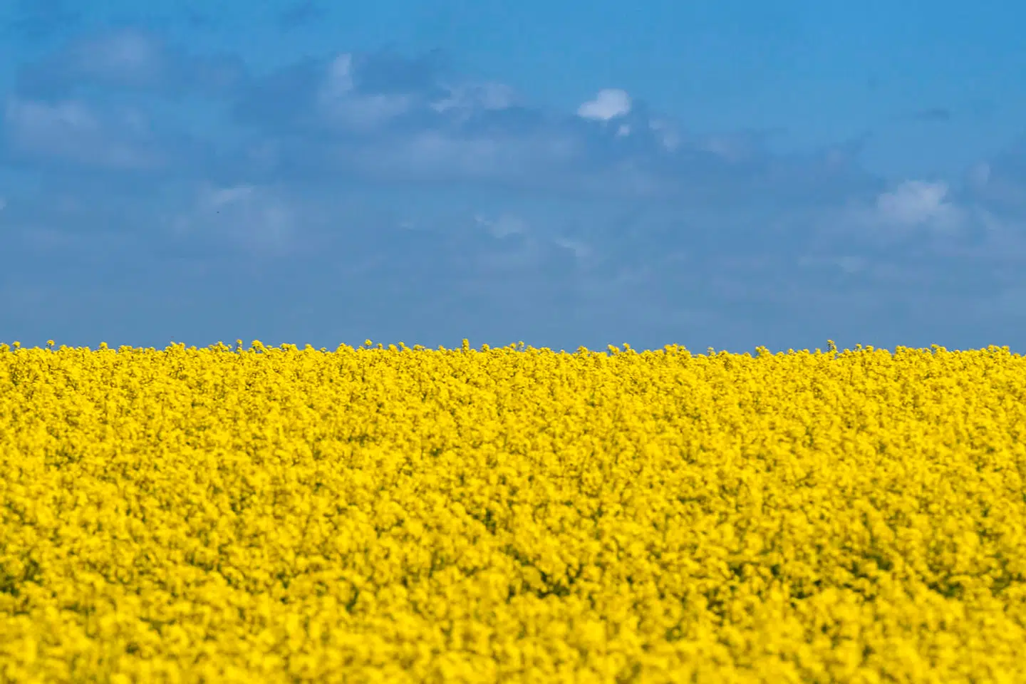 Målt på omfanget af beskyttede naturområder er Danmark noget nær klodens mest naturfattige land. En gul rapsmark er smuk at se på, men er reelt en biologisk ørken.