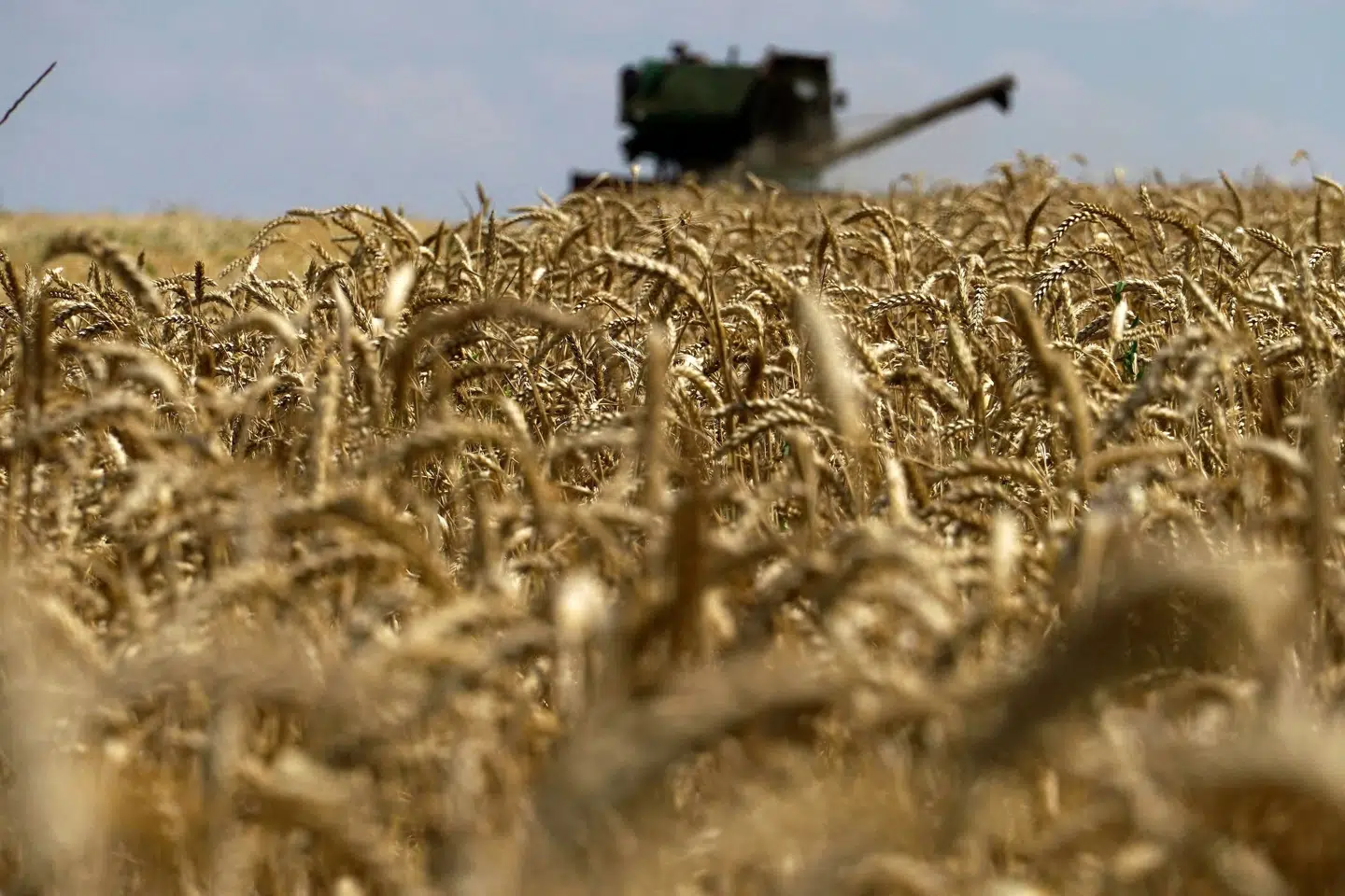 Hvede høstes i Ukraine. Arkivfoto: AFP/Ritzau Scanpix