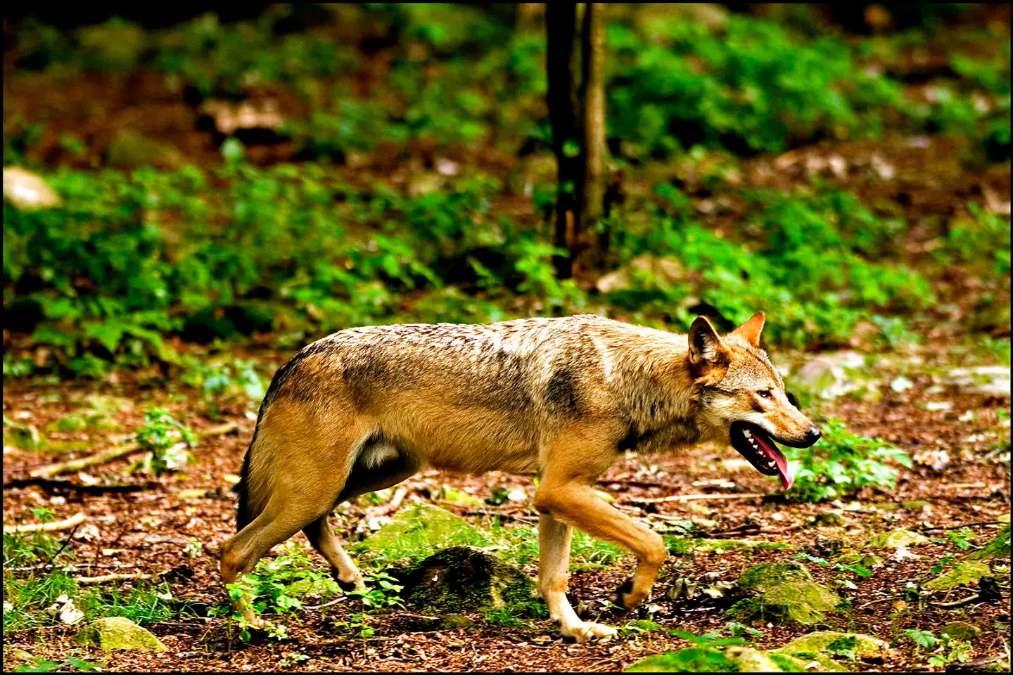 Ulven kom tilbage til dansk natur i 2012 efter en pause på 200 år. Siden er bestanden steget i antal både herhjemme og i Europa. EU-Parlamentet vil nu ændre reglerne for beskyttelse af ulve.