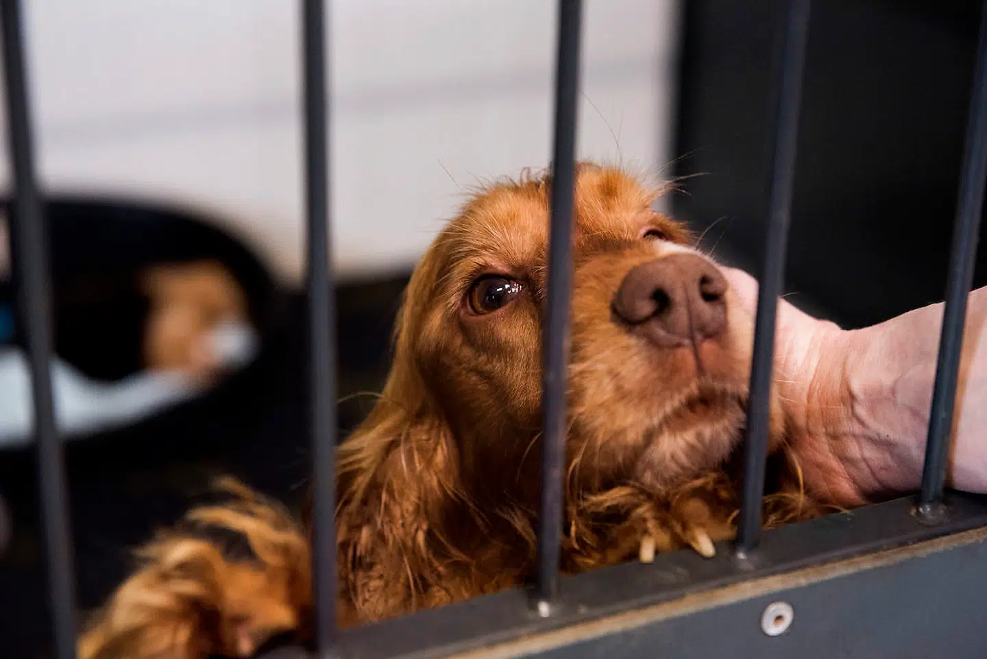 Landets dyreinternater oplever en stigning i antallet af indleverede kæledyr. »Det bliver en hård vinter,« lyder det.