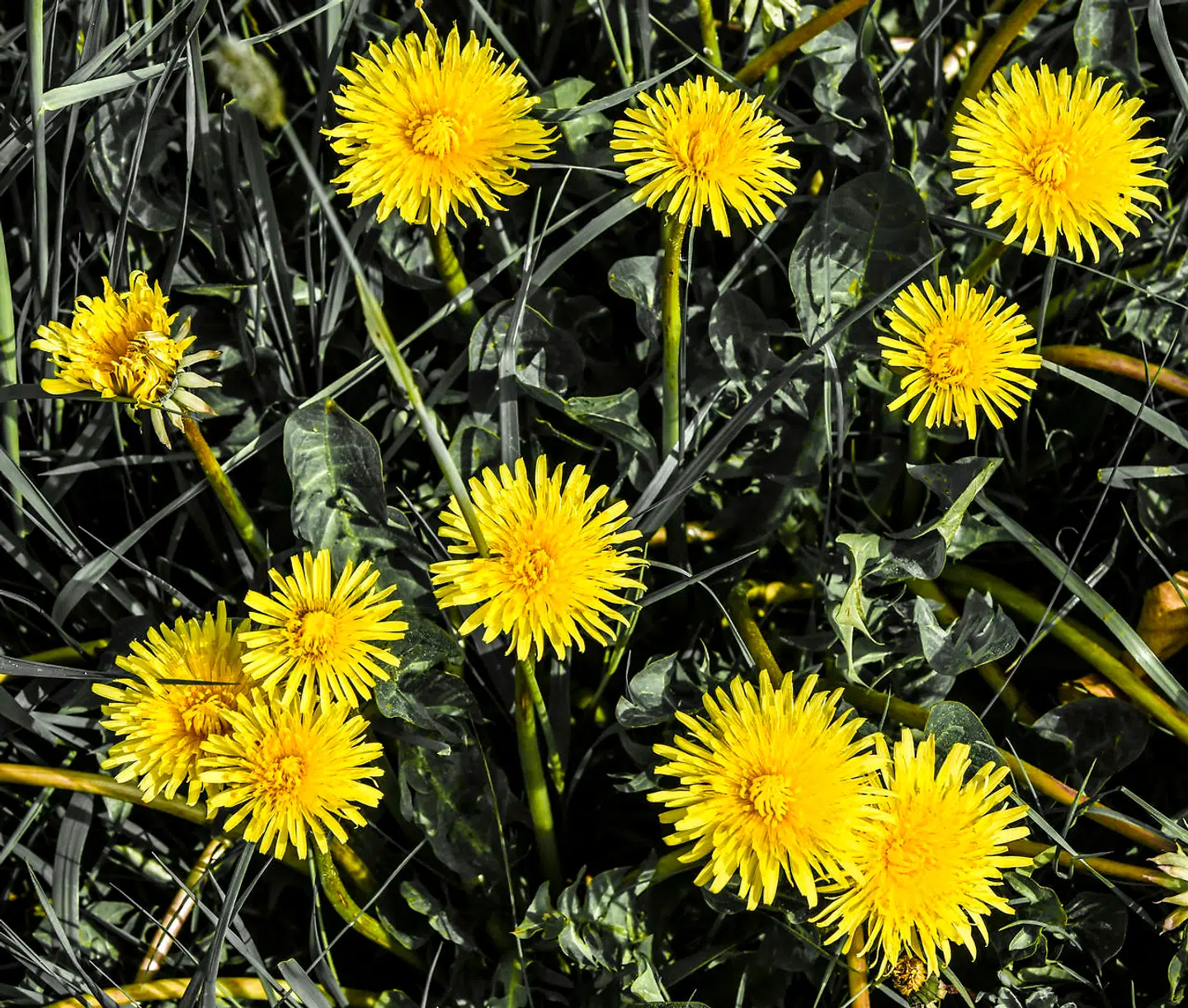 Mælkebøtter forsøger sig dette efterår med at sætte en ekstra omgang frø. Hvis det lykkes, vil planten have en fordel over de planter, der ikke laver »falsk forårsudspring«, fortæller biolog og naturvejleder Jes Aagaard.