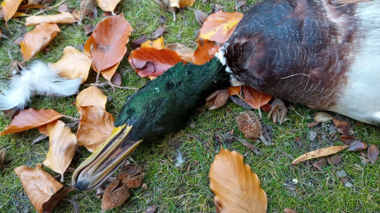 På billedet ses en af de ænder, der blev fundet død søndag.