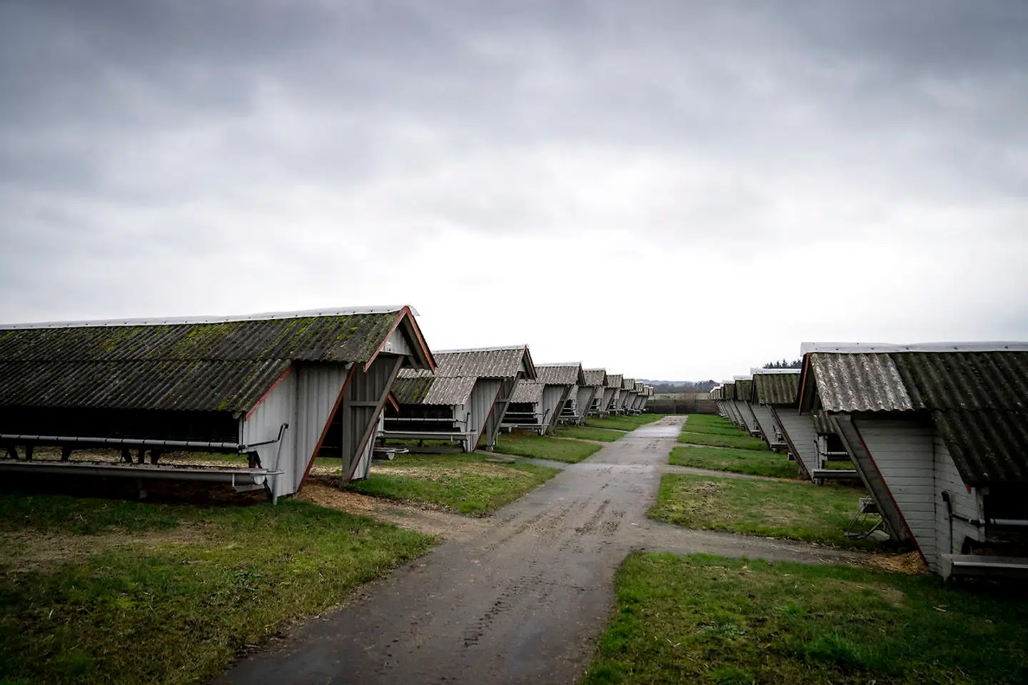 Selvom det ligner små skure, som let kan væltes med en gravko, er den samlede opgave enorm. Rydningen af landets minkfarme er danmarkshistoriens absolut største nedrivningsprojekt. Arkivfoto: Mads Claus Rasmussen/Ritzau Scanpix