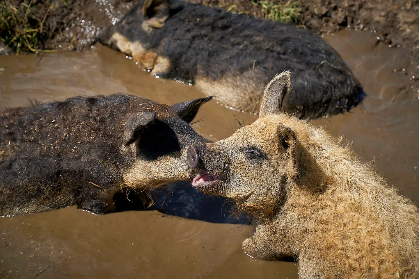 Birthesminde økologiske og fritgående grise. Mangaliztagrise.