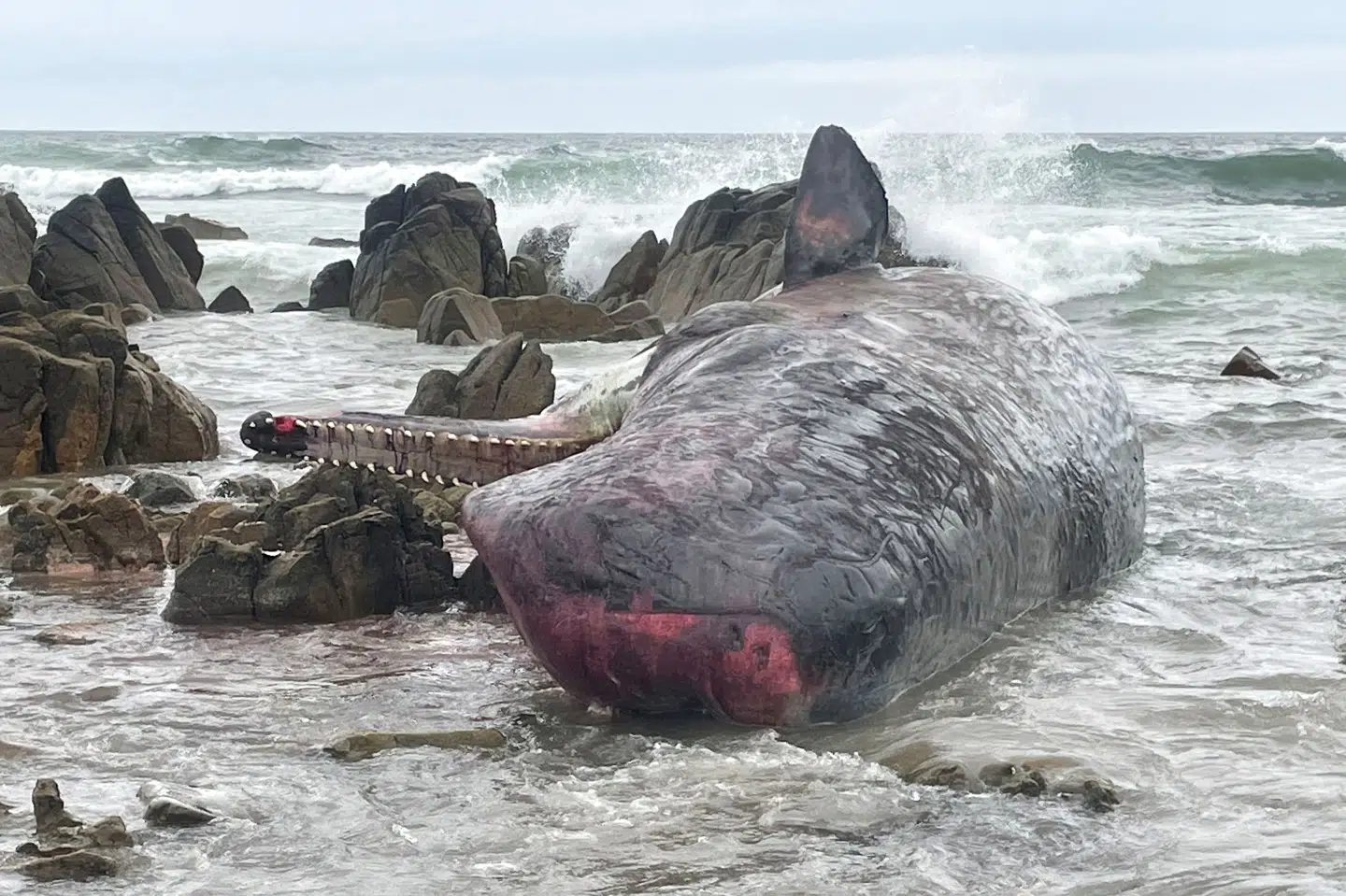 Kadaveret af en af 14 hanhvaler, der mandag døde i Tasmanien, ligger på stranden. Handout/Ritzau Scanpix