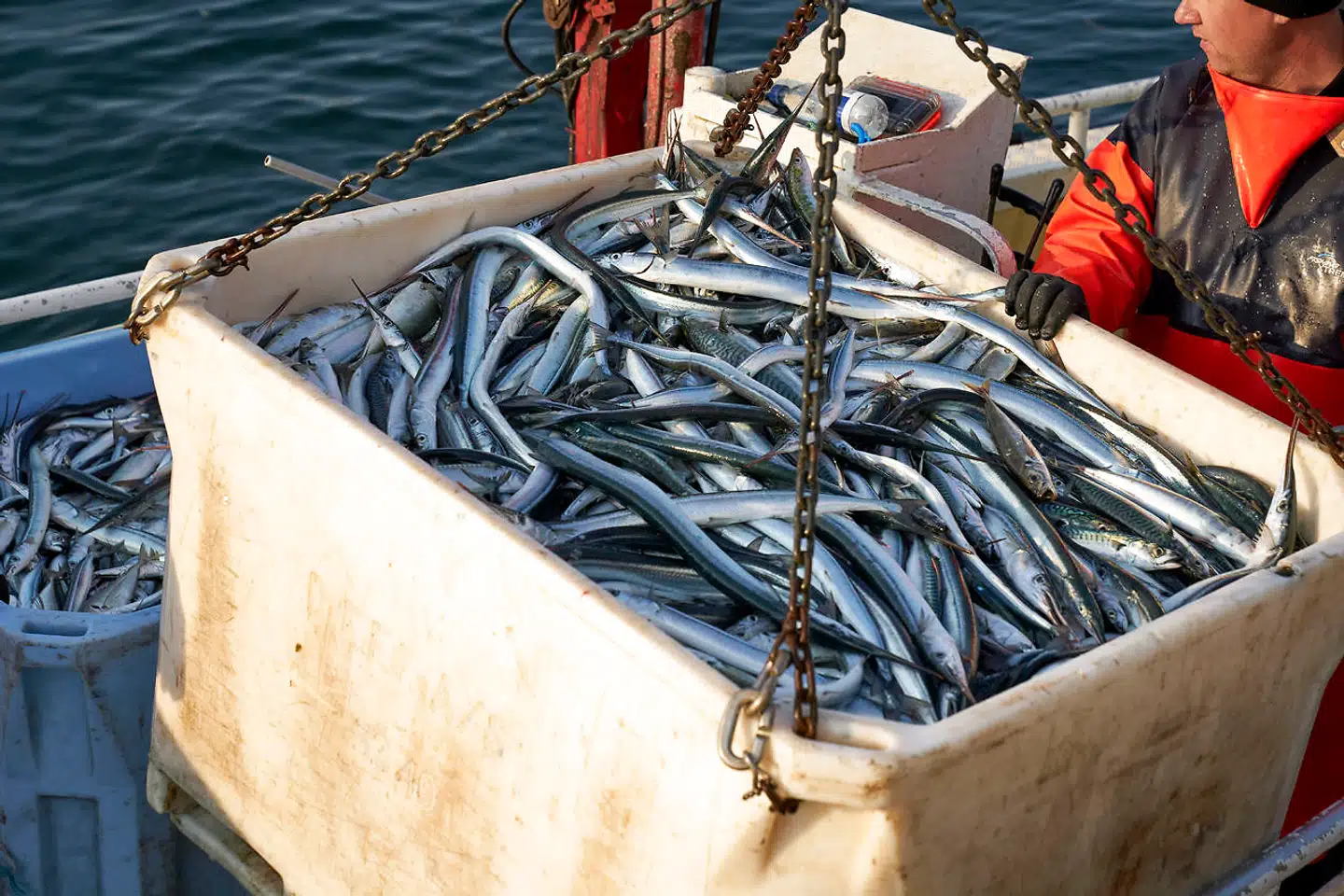 Makrel og hornfisk er både næringsrige og klimavenlige samt en fremragende erstatning for animalsk protein i traditionelt kød. Her hives fangsten i land i Skagen forrige sommer.