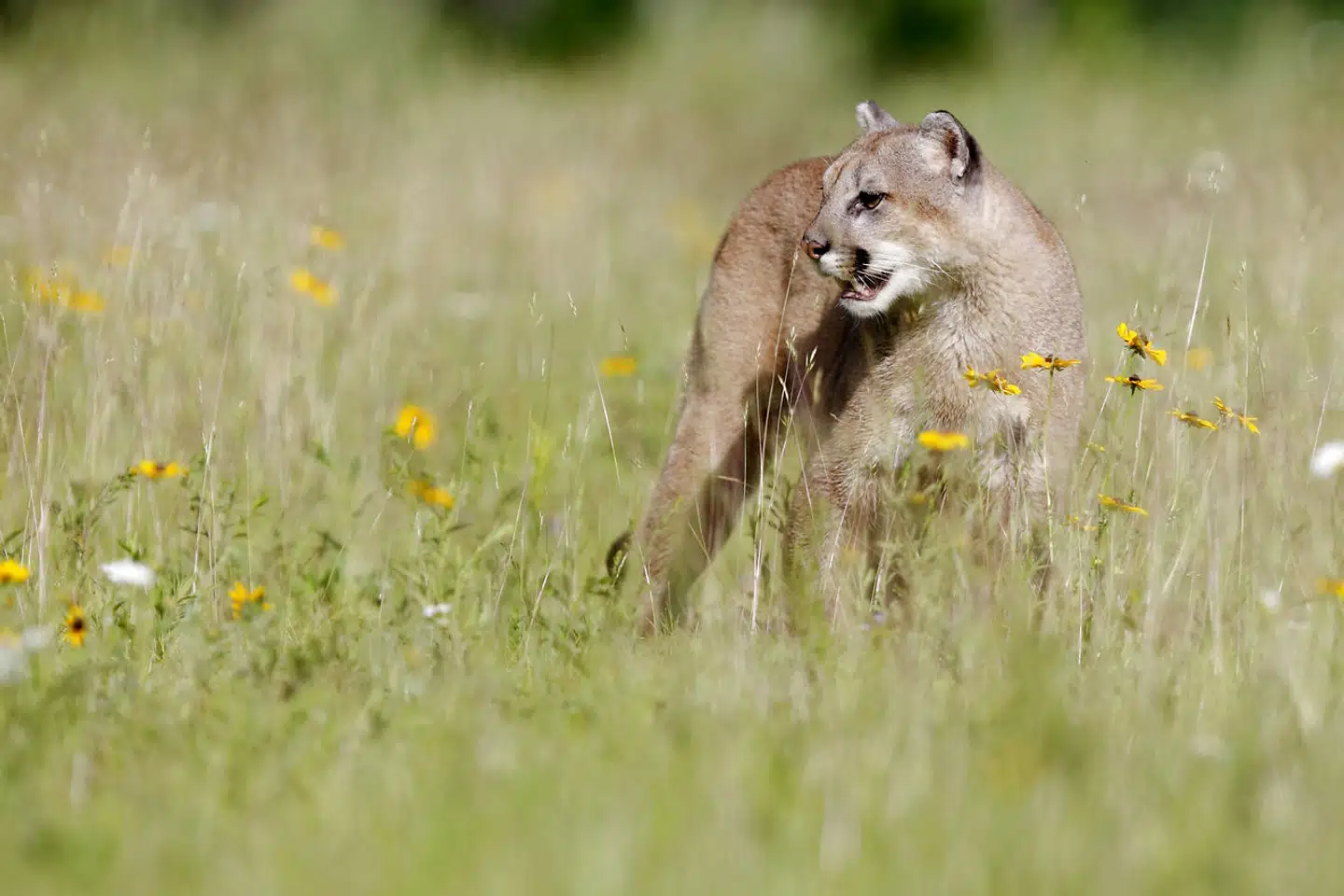Pumaen lever i Nord- og Sydamerika. Derfor er det meget usandsynligt, at der skulle være en løs puma i Vejle-området, mener Bengt Holst. Arkivfoto: Ronald Wittek/AP/Ritzau Scanpix