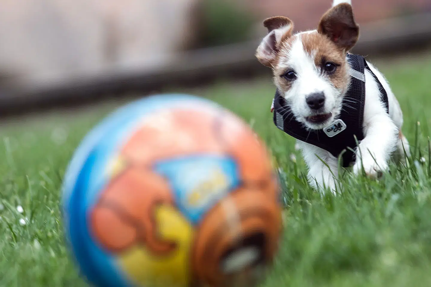 Det er ikke kun mennesker, der kan blive smittet med abekopper – nu kan menneskets bedste ven også blive smittet med virussen (arkivfoto).