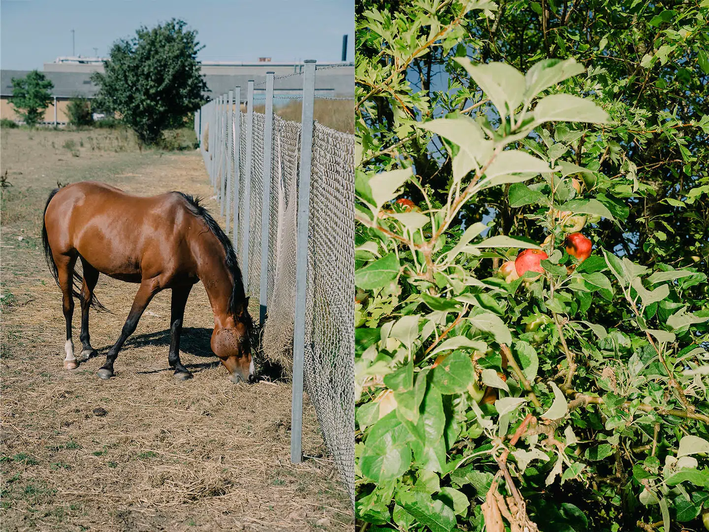 Hest græsser på den eng, hvor kommunen har planer om, at pavillonboligerne skal opføres.