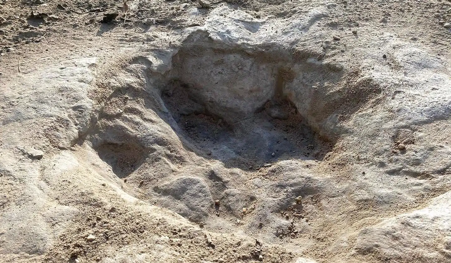 De nyligt fundne spor tilhører dinosaurarten Acrocanthosaurus.