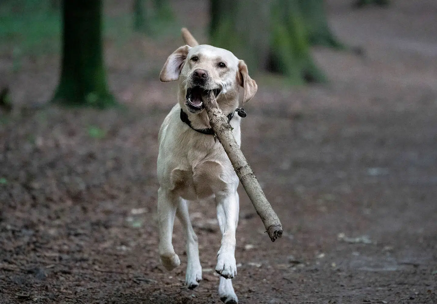 Ifølge forskere fra Københavns Universitet kæmper danske familiehunde med ensomhed, når familien er borte.