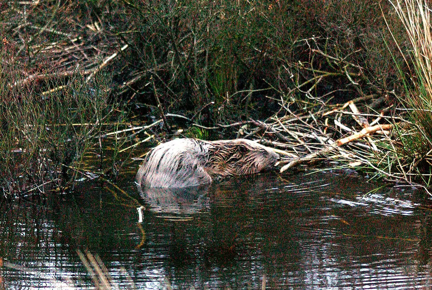 Den lodne gnaver er et relativt nyt syn i den danske natur. Alligevel ser den ud til at stortrives med en bestand i støt vækst. Men ikke alle er begejstrede.