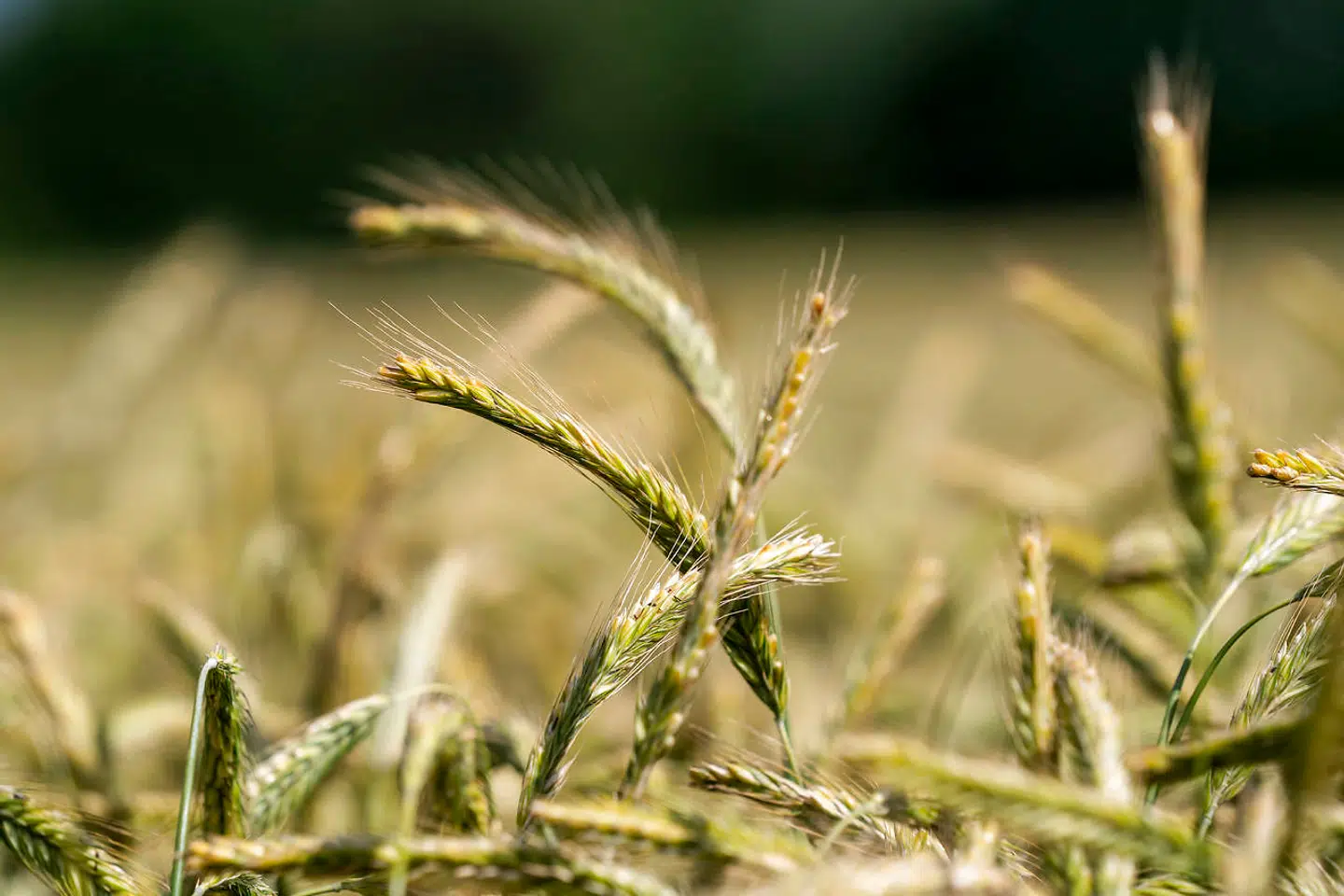 Ifølge Landbrugsavisen vurderer grovvarekoncernen DLG, at årets kornhøst vil have en værdi på 27 milliarder kroner (arkivfoto).