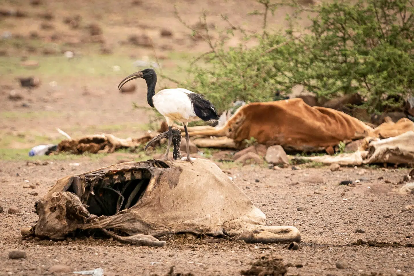»Tørke. Ørkendannelser i ellers frugtbare områder. Uudholdelige temperaturer. Menneskegrupper på flugt. Gletschere, der forsvinder. Vandmangel. Alt det, som vi så småt er begyndt at ane i horisonten, vil kun fortsætte i et accelererende tempo, hvis vi ikke sætter drastisk ind verden over og giver klimaet politisk førsteprioritet,« skriver Peter Nedergaard.