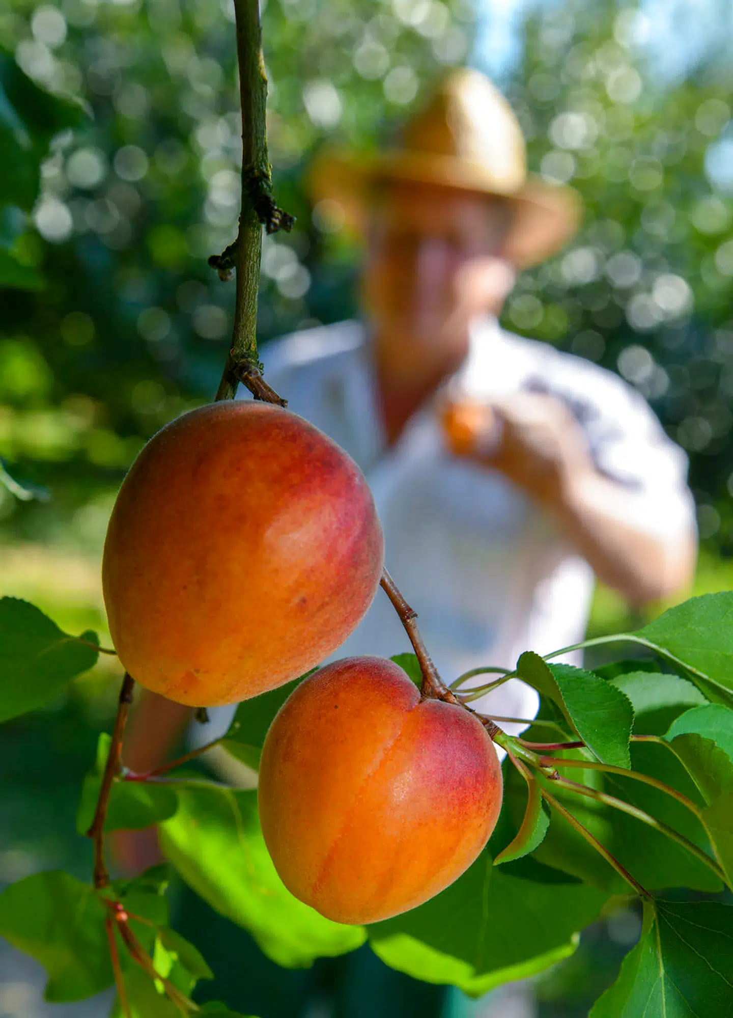 Aprikoshøst kræver masser af arbejdskraft, der i de spanske landområder især består af daglejere indvandret fra blandt andet Latinamerika.