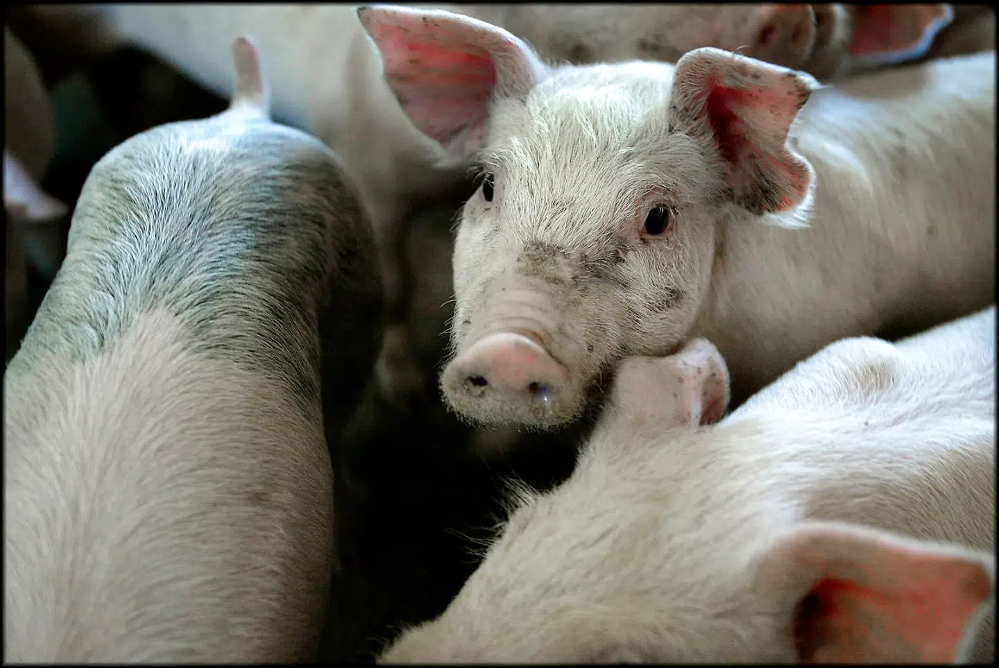 Nedgangen skyldes ifølge Danmarks Statistik en dårlig økonomi i produktionen. Det har betydet, at flere svineproducenter har indskrænket deres besætninger. Andre har helt eller delvist lukket deres produktion.