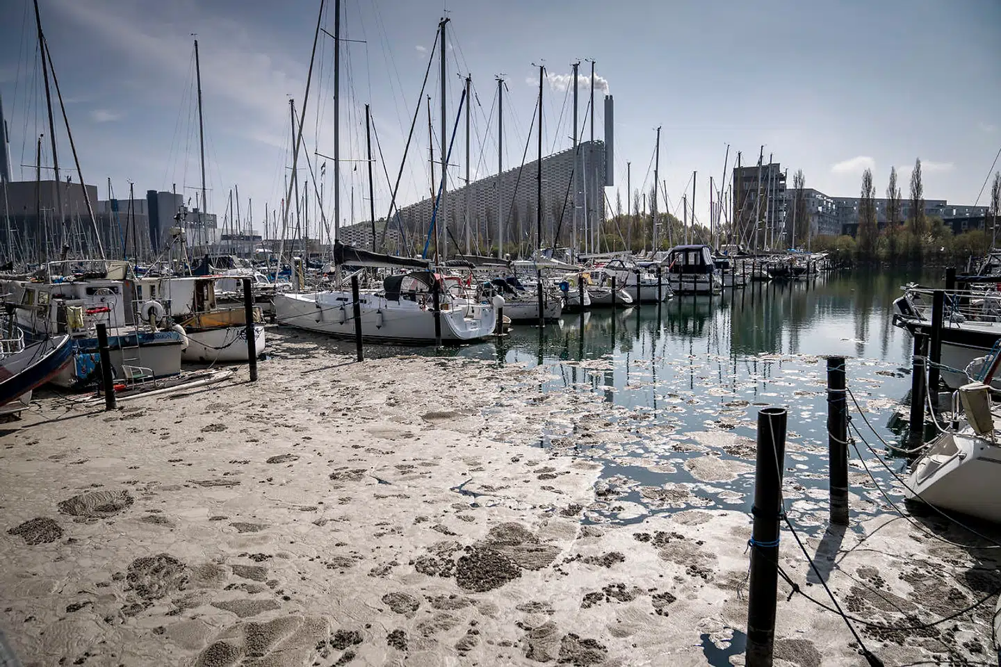 Det grå skum fra Lynetteholm-projektet dækkede vandoverfladen omkring Refshaleøen og Margretheholms Havn. Billedet er fra 28. april.